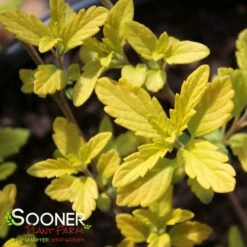 SUNSHINE BLUE® II BLUEBEARD 11 SUNSHINE BLUE® II BLUEBEARD -SOONER PLANT FARM Sales DETA2 3347