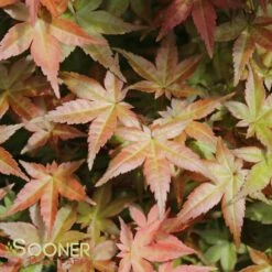 DESHOJO UPRIGHT JAPANESE MAPLE 7 DESHOJO UPRIGHT JAPANESE MAPLE -SOONER PLANT FARM Sales DETA2 3423