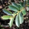 CINNAMON GIRL® DISTYLIUM -SOONER PLANT FARM Sales DETA2 3468