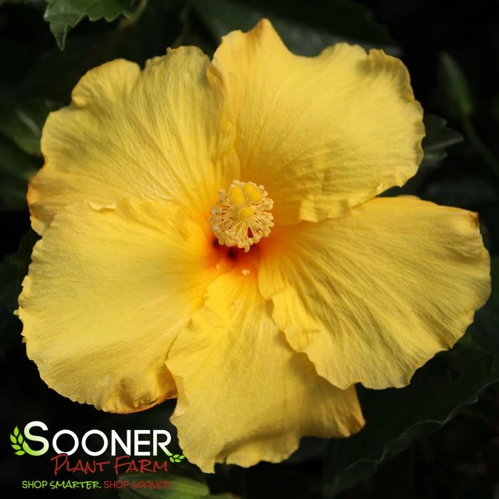 BIG BANG TROPICAL HIBISCUS 3 BIG BANG TROPICAL HIBISCUS