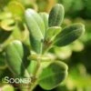 UPTIGHT BOXWOOD -SOONER PLANT FARM Sales DETA2 3515