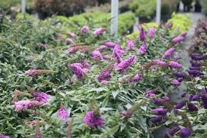 PUGSTER PERIWINKLE® BUTTERFLY BUSH 4 PUGSTER PERIWINKLE® BUTTERFLY BUSH - Image 2
