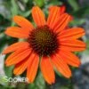 KISMET® INTENSE ORANGE CONEFLOWER 1 KISMET® INTENSE ORANGE CONEFLOWER -SOONER PLANT FARM Sales DETA2 3570