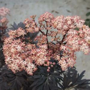 LACED UP® UPRIGHT ELDERBERRY 4 LACED UP® UPRIGHT ELDERBERRY - Image 2