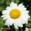 BECKY SHASTA DAISY -SOONER PLANT FARM Sales DETA2 366