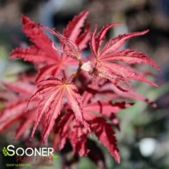 SUMINAGASHI UPRIGHT JAPANESE MAPLE 9 SUMINAGASHI UPRIGHT JAPANESE MAPLE -SOONER PLANT FARM Sales DETA2 3679