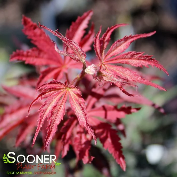 SUMINAGASHI UPRIGHT JAPANESE MAPLE 6 SUMINAGASHI UPRIGHT JAPANESE MAPLE - Image 4