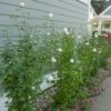 WHITE PILLAR® ALTHEA -SOONER PLANT FARM Sales DETA2 3738