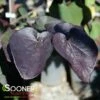 BLACK PEARL™ REDBUD -SOONER PLANT FARM Sales DETA2 3760