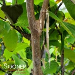 FRAGRANT SNOWBELL -SOONER PLANT FARM Sales DETA2 3762