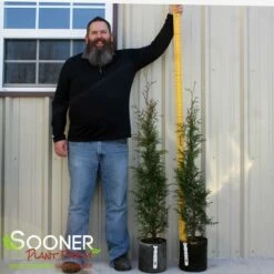 FULL SPEED A HEDGE® ARBORVITAE