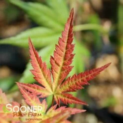 CORAL MAGIC UPRIGHT JAPANESE MAPLE 6 CORAL MAGIC UPRIGHT JAPANESE MAPLE -SOONER PLANT FARM Sales DETA2 3855