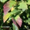 VANESSA PERSIAN IRONWOOD 1 VANESSA PERSIAN IRONWOOD -SOONER PLANT FARM Sales DETA2 3873