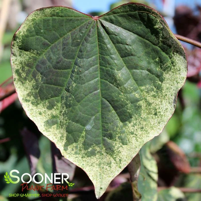 CAROLINA SWEETHEART® REDBUD 3 CAROLINA SWEETHEART® REDBUD