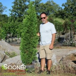 SKYWALKER™ ARBORVITAE 7 SKYWALKER™ ARBORVITAE -SOONER PLANT FARM Sales DETA2 3933