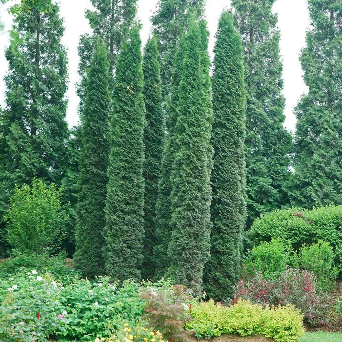 FULL SPEED A HEDGE® THIN MAN® ARBORVITAE 4 FULL SPEED A HEDGE® THIN MAN® ARBORVITAE - Image 2