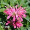 ELECTRIC NEON PINK BEEBALM 1 ELECTRIC NEON PINK BEEBALM -SOONER PLANT FARM Sales DETA2 3938