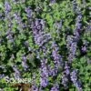 CAT'S PAJAMAS CATMINT 1 CAT'S PAJAMAS CATMINT -SOONER PLANT FARM Sales DETA2 3949