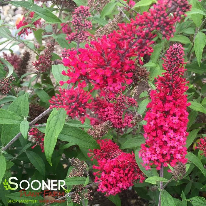 MONARCH® PRINCE CHARMING BUTTERFLY BUSH 4 MONARCH® PRINCE CHARMING BUTTERFLY BUSH - Image 2