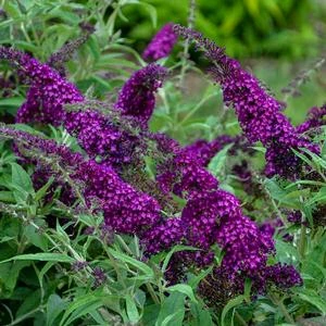 HUMDINGER® MAGENTA MUNCHKIN BUTTERFLY BUSH 3 HUMDINGER® MAGENTA MUNCHKIN BUTTERFLY BUSH