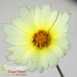 UPTICK™ CREAM TICKSEED -SOONER PLANT FARM Sales DETA2 4004