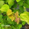 CLAIM JUMPER™ GOLDEN KATSURA TREE 2 CLAIM JUMPER™ GOLDEN KATSURA TREE -SOONER PLANT FARM Sales DETA2 4068