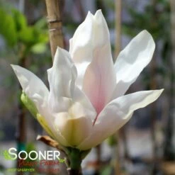 DAYBREAK MAGNOLIA -SOONER PLANT FARM Sales DETA2 4073