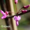 FLAME THROWER® REDBUD 2 FLAME THROWER® REDBUD -SOONER PLANT FARM Sales DETA2 4074