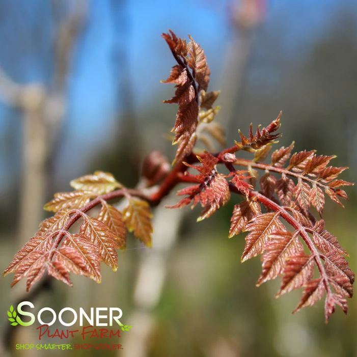 GOLDEN RAINTREE 4 GOLDEN RAINTREE - Image 2