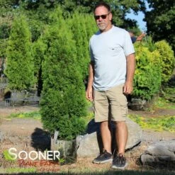 EMERALD GREEN ARBORVITAE 7 EMERALD GREEN ARBORVITAE -SOONER PLANT FARM Sales DETA2 417
