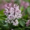 LITTLE LADY™ LILAC 2 LITTLE LADY™ LILAC -SOONER PLANT FARM Sales DETA2 4205
