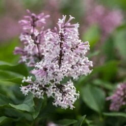 LITTLE LADYâ„¢ LILAC