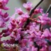 ALLEY CAT VARIEGATED REDBUD 1 ALLEY CAT VARIEGATED REDBUD -SOONER PLANT FARM Sales DETA2 4214