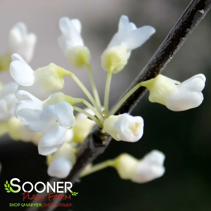 VANILLA TWIST WEEPING REDBUD 4 VANILLA TWIST WEEPING REDBUD - Image 2
