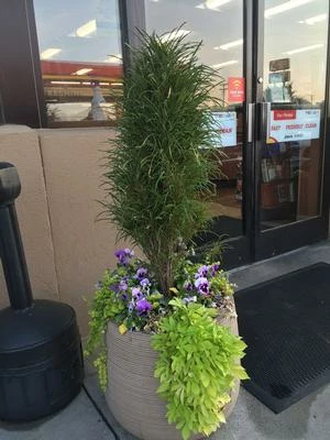 FINE LINE® BUCKTHORN 3 FINE LINE® BUCKTHORN