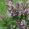 BABY KIM® LILAC -SOONER PLANT FARM Sales DETA2 4259