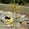 PRAIRIE SENTINEL® HACKBERRY -SOONER PLANT FARM Sales DETA2 4266