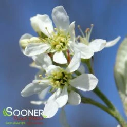 RAINBOW PILLAR® SERVICEBERRY 5 RAINBOW PILLAR® SERVICEBERRY -SOONER PLANT FARM Sales DETA2 434
