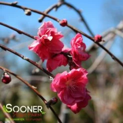 PINK CASCADE WEEPING ORNAMENTAL PEACH 7 PINK CASCADE WEEPING ORNAMENTAL PEACH -SOONER PLANT FARM Sales DETA2 4342