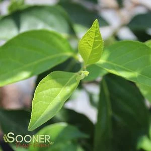 SNOWCONE® JAPANESE SNOWBELL 3 SNOWCONE® JAPANESE SNOWBELL