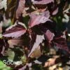 CAROUSEL® JOLLY HEART HARDY HIBISCUS -SOONER PLANT FARM Sales DETA2 4360