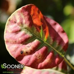 GOLDEN SPIRIT SMOKETREE -SOONER PLANT FARM Sales DETA2 437