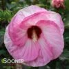 SUMMERIFIC® SPINDERELLA HARDY HIBISCUS 2 SUMMERIFIC® SPINDERELLA HARDY HIBISCUS -SOONER PLANT FARM Sales DETA2 4415