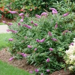 PUGSTER PINKER® BUTTERFLY BUSH -SOONER PLANT FARM Sales DETA2 4435