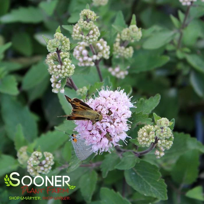 BEYOND PINK'D® BLUEBEARD 4 BEYOND PINK'D® BLUEBEARD - Image 2