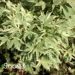 BUTTERFLY UPRIGHT JAPANESE MAPLE -SOONER PLANT FARM Sales DETA2 45