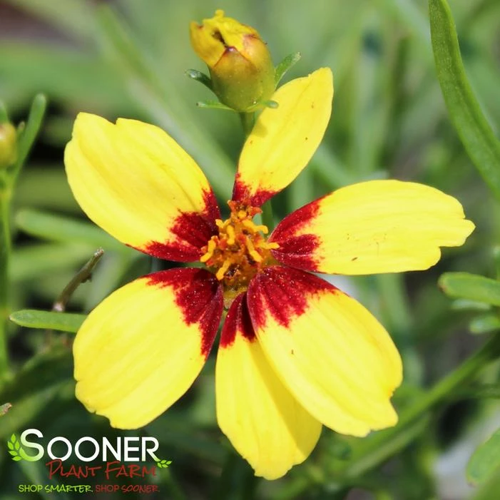 SIZZLE & SPICE™ SASSY SAFFRON TICKSEED 4 SIZZLE & SPICE™ SASSY SAFFRON TICKSEED - Image 2