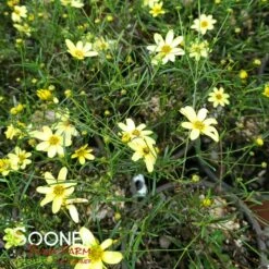 MOONBEAM TICKSEED -SOONER PLANT FARM Sales DETA2 458