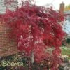 CRIMSON QUEEN WEEPING JAPANESE MAPLE 2 CRIMSON QUEEN WEEPING JAPANESE MAPLE -SOONER PLANT FARM Sales DETA2 46
