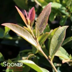 BLUE CASCADE® DISTYLIUM 7 BLUE CASCADE® DISTYLIUM -SOONER PLANT FARM Sales DETA2 4630